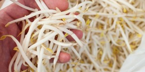 bean sprouts ecoli souce